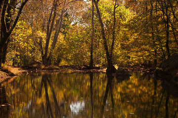 Fototapeta na wymiar Autumn color of the leaves reflected in calm mountain pool