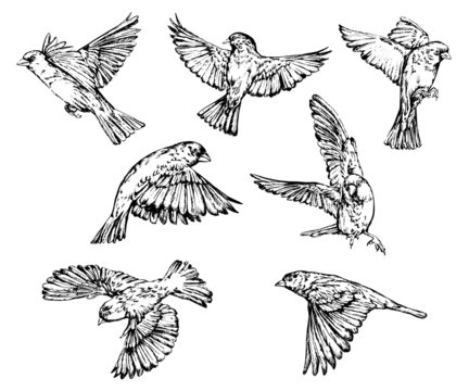 Hand drawn realistic sparrow birds vector set.