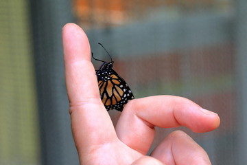 butterfly on a human finger