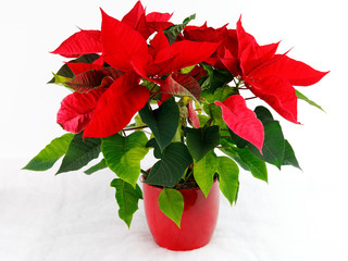 Weihnachtsstern