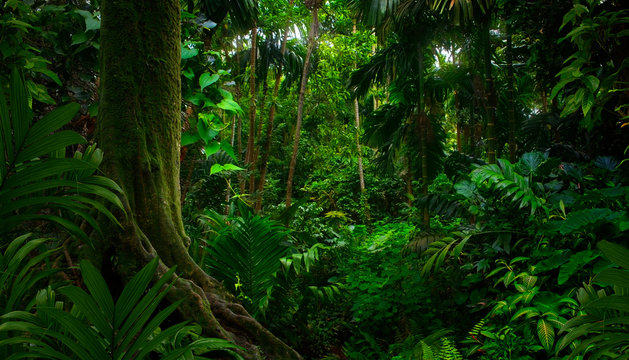 Fototapeta Tropical jungles of Southeast Asia in august