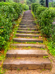 wooden stairs in a spring day