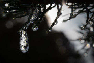 Frozen water droplets on pine branch with light starburst