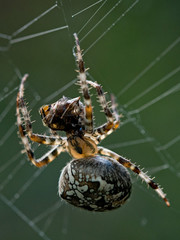 spider on a web