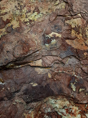 Abstract background in the form of textured tree bark.