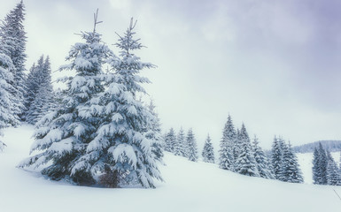 Beautiful winter landscape. Christmas landscape with Falling snow, snowflake. Holiday winter landscape background for Merry Christmas and Happy New Year. Holiday Postcard.