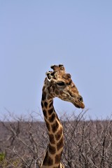 Giraffe portrait. Standing alone in Etosha Nationalpark, Namibia, and looking around