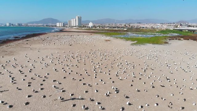 A lot of Birds on the pacific ocean coast Beach (Coquimbo, Chile) aerial view