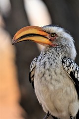 Closeup from a southern yellow-billed hornbill (Tockus leucomelas) in Namibia, Africa