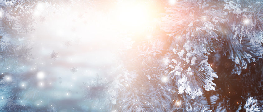Winter Christmas background, sunlight. Snowflakes, spruce fir in the snow. Freezing day. A branch of spruce, pine. Natural floral background.