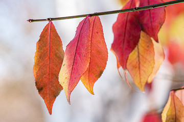 Red and Yellow fall leaves on branch with white background