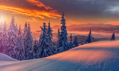 Fantastic winter landscape during sunset. colorful sky glowing by sunlight. Dramatic wintry scene. snow covered trees under warm sunlit. Sunlight sparkling in the snow. Splendid Alpine winter