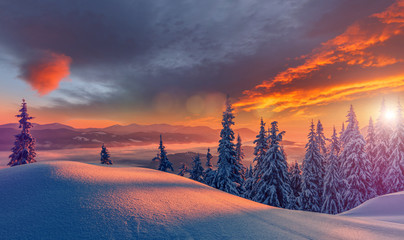 Wonderful picturesque Scene. Awesome Winter landscape with colorful sky. Incredible view of Snow-cowered trees, glowing sunlit, during sunset. Amazing wintry background. Fantastic Christmas Scene.