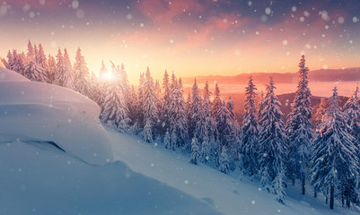 winter panorama landscape with forest, trees covered snow and sunrise. winterly morning of a new...