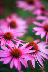vertical natural background with beautiful pink flowers Echinacea bloomed in the summer garden