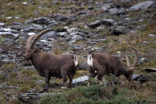 Two male alpine ibex with big horns in their natural environment: rocks.
