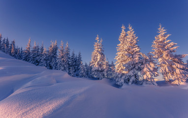 Wonderful picturesque Scene. Awesome Winter landscape with colorful sky. Incredible view of Snow-cowered trees, glowing sunlit, during sunset. Amazing wintry background. Fantastic Christmas Scene.