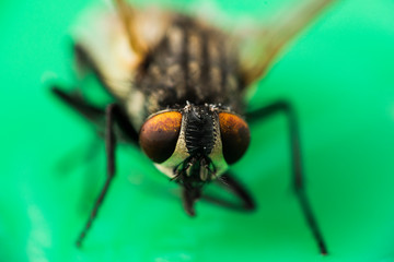 True fly-insect