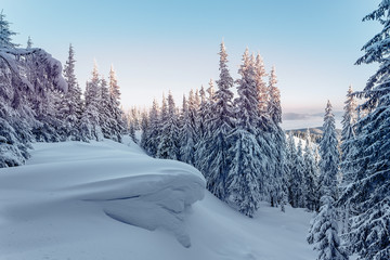 Scenic image of fairy-tale woodland in winter. Snow-cowered pine trees under sunlit. Fantastic Frosty Morning in the Wintry Forest. Impressive picture of wild area.  Winter Landscape during sunset