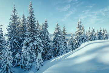 Wonderful Wintry Landscape at mountains. Frosty morning with Perfect Blue sky. Amazing Alpine Highlands in winter. Impressive picture of wild area. Awesome nature background. Winter holiday concept.