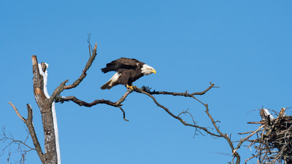 An American Bald Eagle perched adjacent to its nest.