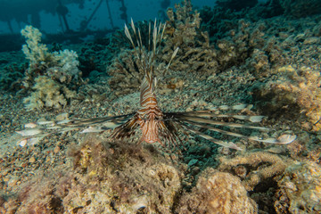 Lion fish in the Red Sea colorful fish, Eilat Israel