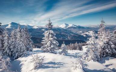 Fototapeta na wymiar Majestic Carpathian Mountains in winter. Wonderful Wintry Landscape. Awesome alpine Highland at Sunny day. Amazing view on snowcovered mountains and white spruces under Sunlight sparkling in the snow