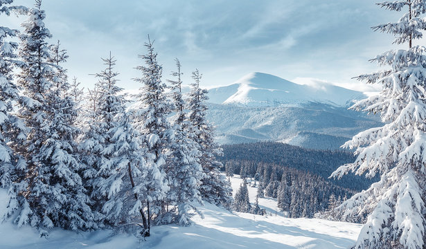 Majestic Carpathian Mountains in winter. Wonderful Wintry Landscape. Awesome alpine Highland at Sunny day. Amazing view on snowcovered mountains and white spruces under Sunlight sparkling in the snow