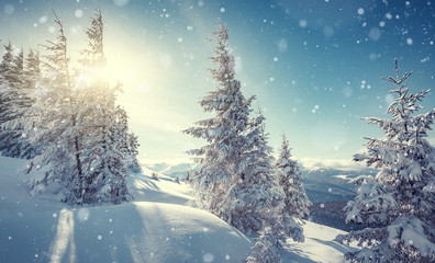 Fantastic Winter landscape. Majestic sunset in the winter forest in alps. Sunlight sparkling in the...