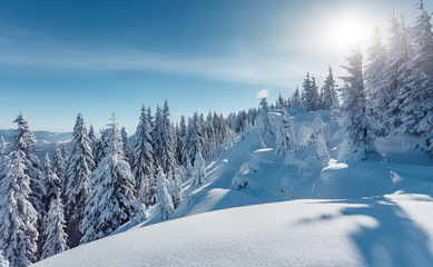 Fantastic Winter Sunset at mountains. Winter scene .Frozen Trees glowing sunlight. Pine forest under sunlit during sunset. Christmas holiday background. Beautiful nature scene. Wintery scenery.