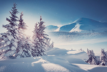 Majestic Carpathian Mountains in winter. Wonderful Wintry Landscape. Awesome alpine Highland at Sunny day. Amazing view on snowcovered mountains and white spruces under Sunlight sparkling in the snow - 305505095