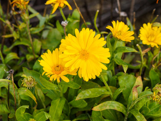 Bright yellow Calendula officinalis or Pot marigold