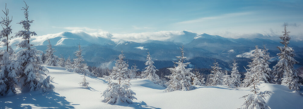 Premium Photo  Majestic white spruces glowing by sunlight picturesque and  gorgeous wintry scene location place carpathian national park ukraine  europe alps ski resort blue toning happy new year beauty world