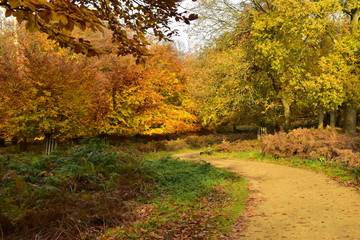 Richmond Park 6