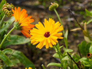 Double-flowered cultivar of Calendula officinalis or Pot marigold