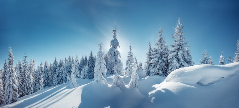 Winter Landscape Trees In Frost. Bright Winter Morning In Alpine Mountains With Snow Covered Fir Trees. Wonderful Mountain Scenery, Happy New Year Celebration Concept. Nature Landscape