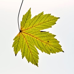 Hoja de arce cambiando de color en otoño