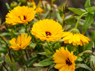 Bright yellow Calendula officinalis or Pot marigold