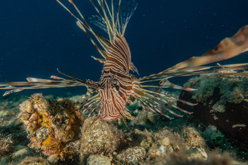 Lion fish in the Red Sea colorful fish, Eilat Israel