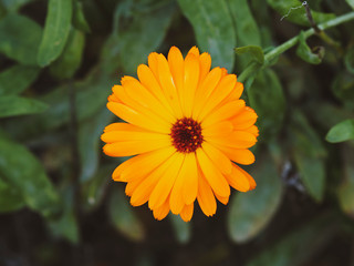 Deep orange flower heads of Pot marigold or ruddles (Calendula officinalis)