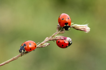 ladybug on green leaf