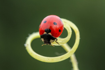 ladybug on green leaf © mehmetkrc
