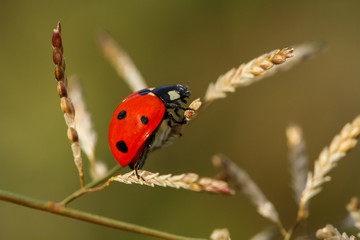 ladybug on green leaf