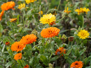 Yellow and orange flower heads of Pot marigold or ruddles (Calendula officinalis)