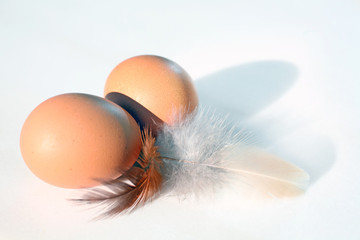Eier und Hühnerfedern - eggs and chicken feathers