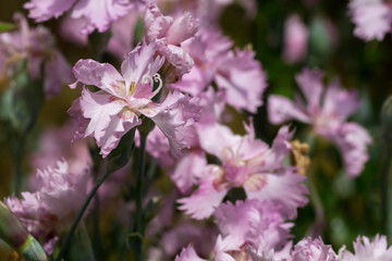 Carnation pink purplish flowers close up