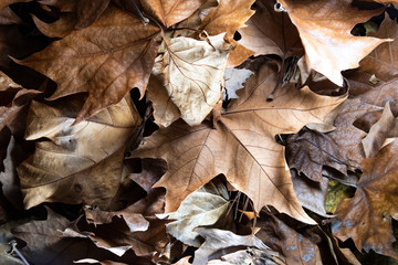 otoño