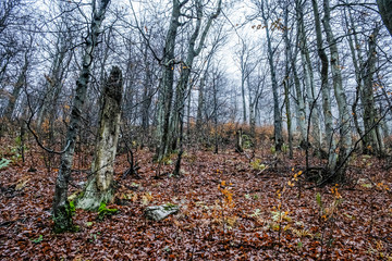 Strazov hill, Strazov Mountains, Slovakia