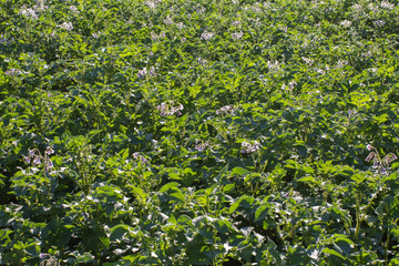 Fototapeta premium flowering potatoes in the garden