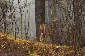 Naklejka na ściany i meble White Tail Deer in Camouflage with mist 